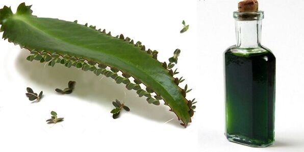 Extracto de Kalanchoe - composición Exodermin